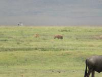 Ngorongoro Nationalpark - Löwe und Schakal in der Ferne