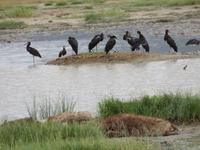 Ngorongoro Nationalpark - Tüpfelhyänen und Abdimstörche