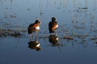 Nilgänse