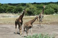 Noch mehr Giraffen