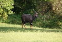 Nyala Bock (2)