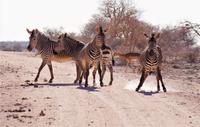Okanjati Wildreservat - Bergzebras
