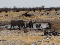 Olifantsbad Etosha NP