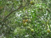 Orangenbaum auf Sansibar