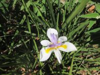 Orchidee
