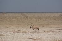 Oryx (2)