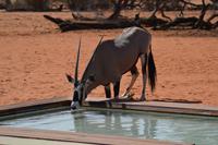 Oryx (2)