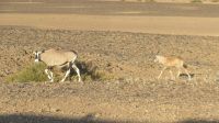Oryx der Lodge