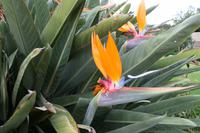 Paradiesblume
