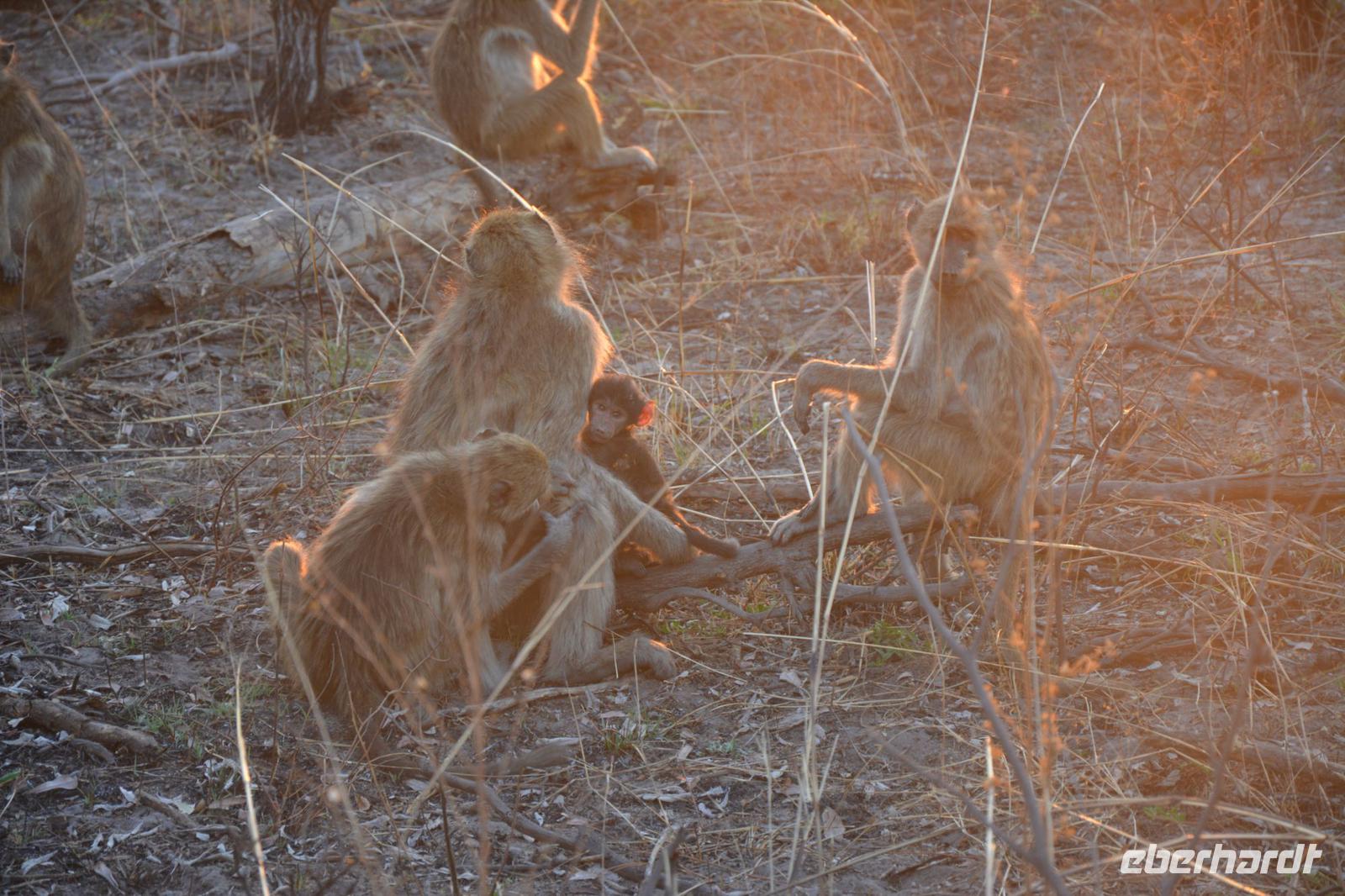 Paviane bei der Pirschfahrt im Bwabwata Nationalpark