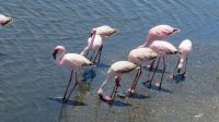 Pelikane Walvis Bay 1