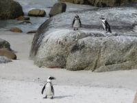 Pinguin Kolonie