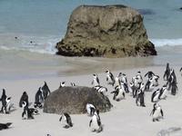 Pinguin Kolonie