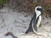 Pinguin Kolonie