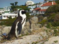 Pinguin Kolonie