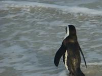 Pinguin Kolonie