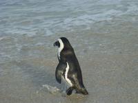 Pinguin Kolonie