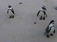 Pinguin Kolonie