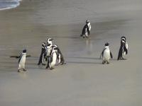 Pinguin Kolonie
