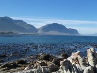 Pinguine Bettys Bay