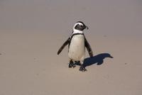 Pinguinkolonie (3)
