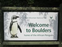 Pinguinkolonie