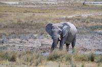 Pirschfahrt - Elefant