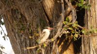 Pirschfahrt im Buffalo Park - Striped Kingfisher