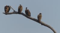 Pirschfahrt im Chobe NP - Geierbaum