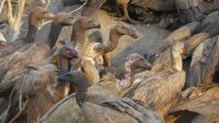 Pirschfahrt im Chobe NP - Geierfrühstück