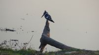 Pirschfahrt im Chobe NP - Graufischer