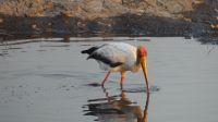 Pirschfahrt im Chobe NP - Nimmersatt