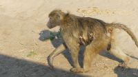 Pirschfahrt im Chobe NP - Paviane