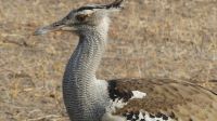 Pirschfahrt im Chobe NP - Riesentrappe