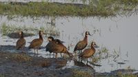 Pirschfahrt im Chobe NP - Weißgesichtsgans