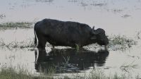 Pirschfahrt im Chobe NP, Kaffernbüffel