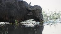 Pirschfahrt im Chobe NP, Kaffernbüffel