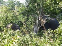 Pirschfahrt im Chobe Nationalpark - Elefant