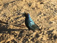 Pirschfahrt im Chobe Nationalpark - Glanzstar