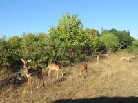 Pirschfahrt im Chobe Nationalpark - Impalas und Zebra-Mangusten