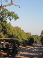 Pirschfahrt im Chobe Nationalpark -
