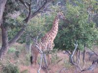 Pirschfahrt im Chobe Nationalpark