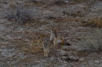 Pirschfahrt im Etosha -  Baby-Schakale