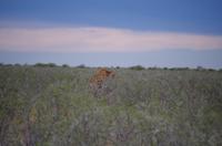 Pirschfahrt im Etosha - Giraffe