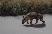Pirschfahrt im Etosha - Hyänen