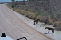 Pirschfahrt im Etosha - Hyänen