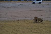 Pirschfahrt im Etosha - Löwen