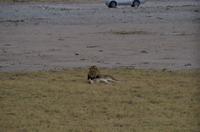 Pirschfahrt im Etosha - Löwen
