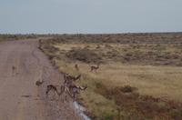 Pirschfahrt im Etosha - Springböcke