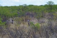 Pirschfahrt im Etosha